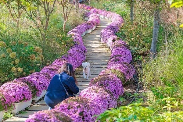 임실군, 반려견 동반 '펫투어' 운영 확인 — 운영 사실과 독자가 확인해야 할 항목 관련 실제 이미지